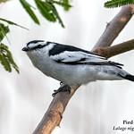 Pied Triller / Lalage nigra