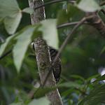 Bar-bellied Woodpecker / Veniliornis nigriceps