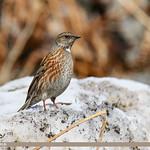 Altai Accentor / Prunella himalayana