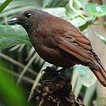 Каштановокрылая синяя птица / Myophonus castaneus
