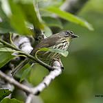 Лусонская пеструшка / Zosterornis striatus