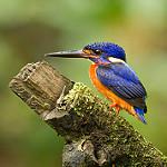 Blue-eared Kingfisher / Alcedo meninting