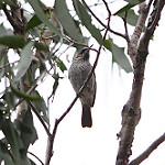 White-streaked Honeyeater / Trichodere cockerelli