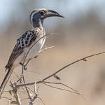 Серый токо / Lophoceros nasutus