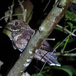 Ocellated Poorwill / Nyctiphrynus ocellatus