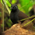 Black-headed Antthrush / Formicarius nigricapillus