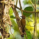 Дымчатый дятел / Leuconotopicus fumigatus