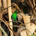 White-tailed Emerald / Microchera chionura