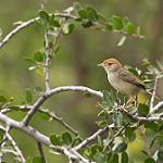 Пискливая цистикола / Cisticola fulvicapilla