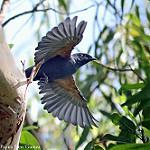 Palau Cicadabird / Edolisoma monacha