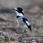 Земляной батис / Lanioturdus torquatus