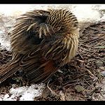 Scribble-tailed Canastero / Asthenes maculicauda