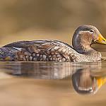 Flying Steamer Duck / Tachyeres patachonicus