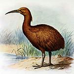 Маврикийский пастушок / Aphanapteryx bonasia