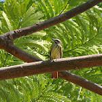 Златобрюхий бентеви / Myiodynastes hemichrysus