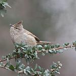 Хохлатая колючехвостка / Leptasthenura platensis