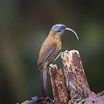 Тонкоклювая дроздовка / Argya longirostris