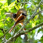Black-and-cinnamon Fantail / Rhipidura nigrocinnamomea