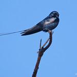 Атласная ласточка / Hirundo atrocaerulea