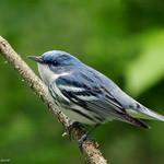 Cerulean Warbler / Setophaga cerulea