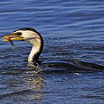 Black-faced Cormorant / Phalacrocorax fuscescens