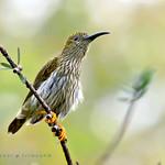 Streaked Spiderhunter / Arachnothera magna
