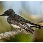 Northern Fantail / Rhipidura rufiventris