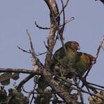 Рыжелицый лорито / Hapalopsittaca amazonina