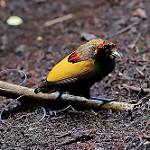 Великолепная райская птица / Diphyllodes magnificus