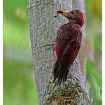 Maroon Woodpecker / Blythipicus rubiginosus