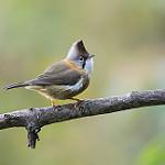 Усатая юхина / Yuhina flavicollis