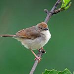 Голосистая цистикола / Cisticola woosnami