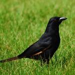 Африканская сорока / Ptilostomus afer