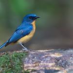 Dayak Blue Flycatcher / Cyornis montanus