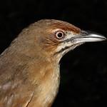 Усатая саванница / Melocichla mentalis