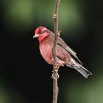 Dark-breasted Rosefinch / Procarduelis nipalensis