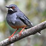 Red-legged Thrush / Turdus plumbeus