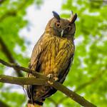 Dusky Eagle-Owl / Ketupa coromanda