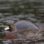 Blue Duck / Hymenolaimus malacorhynchos