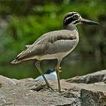 Great Stone-curlew / Esacus recurvirostris