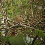 Plain Softtail / Thripophaga fusciceps