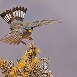 Band-tailed Sierra Finch / Rhopospina alaudina