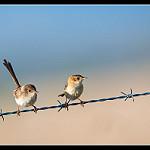 Long-tailed Fantail / Rhipidura opistherythra
