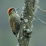 Dot-fronted Woodpecker / Veniliornis frontalis