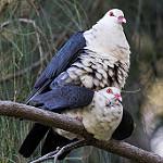 Белоголовый вяхирь / Columba leucomela