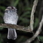 Совиные козодои / Aegothelidae фото