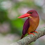 Ruddy Kingfisher / Halcyon coromanda
