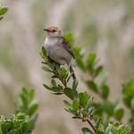 Lynes's Cisticola / Cisticola distinctus