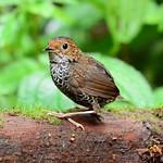 Scaly-breasted Cupwing / Pnoepyga albiventer