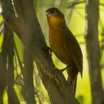 Santa Marta Foliage-gleaner / Clibanornis rufipectus